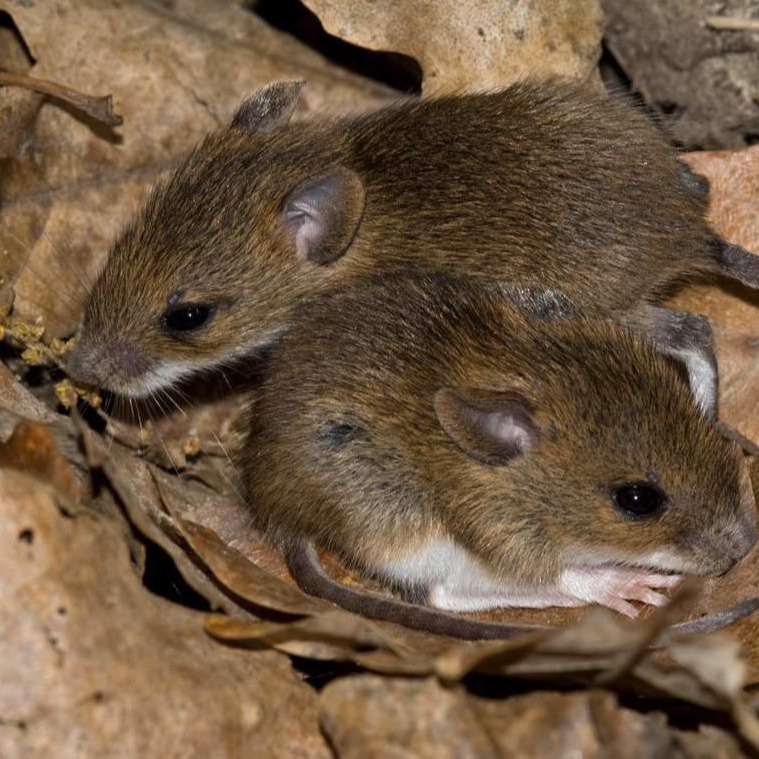 Уничтожения мышей в частном доме в Семее?