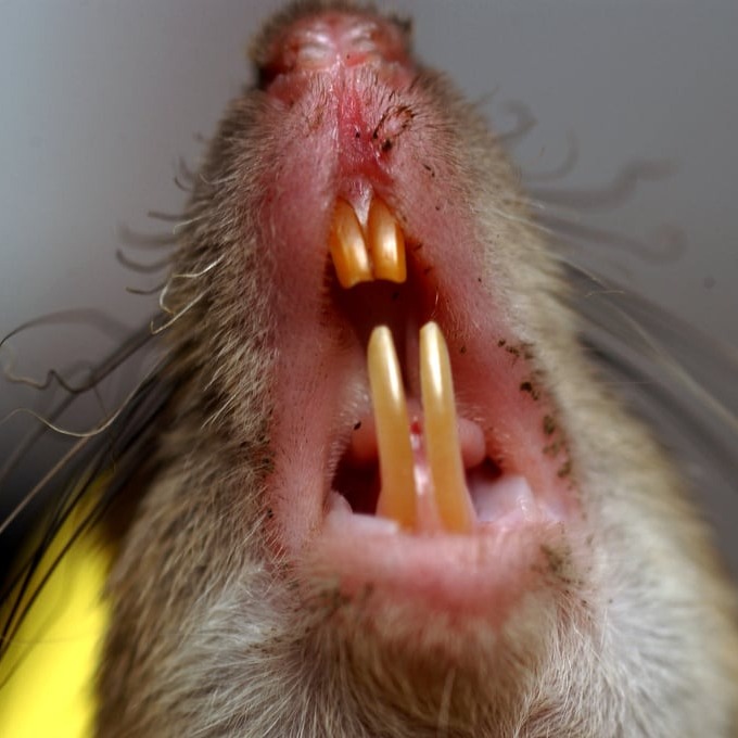 Дератизация крыс в Семее?